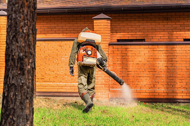 Trusted Ant Control service in Thunder Mountain, NM - Nex Pest Control